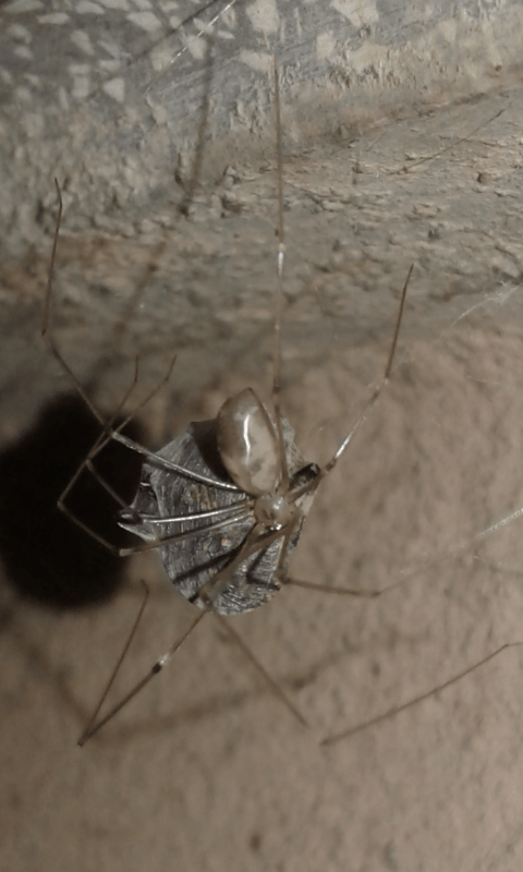 Pholcidae : Pholcus phalangioides? S